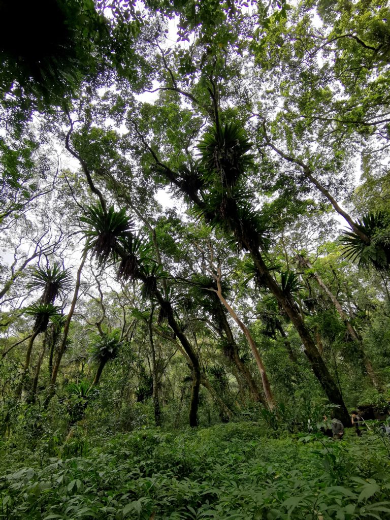 賽德克巴萊的拍攝場景，山蘇林秘境