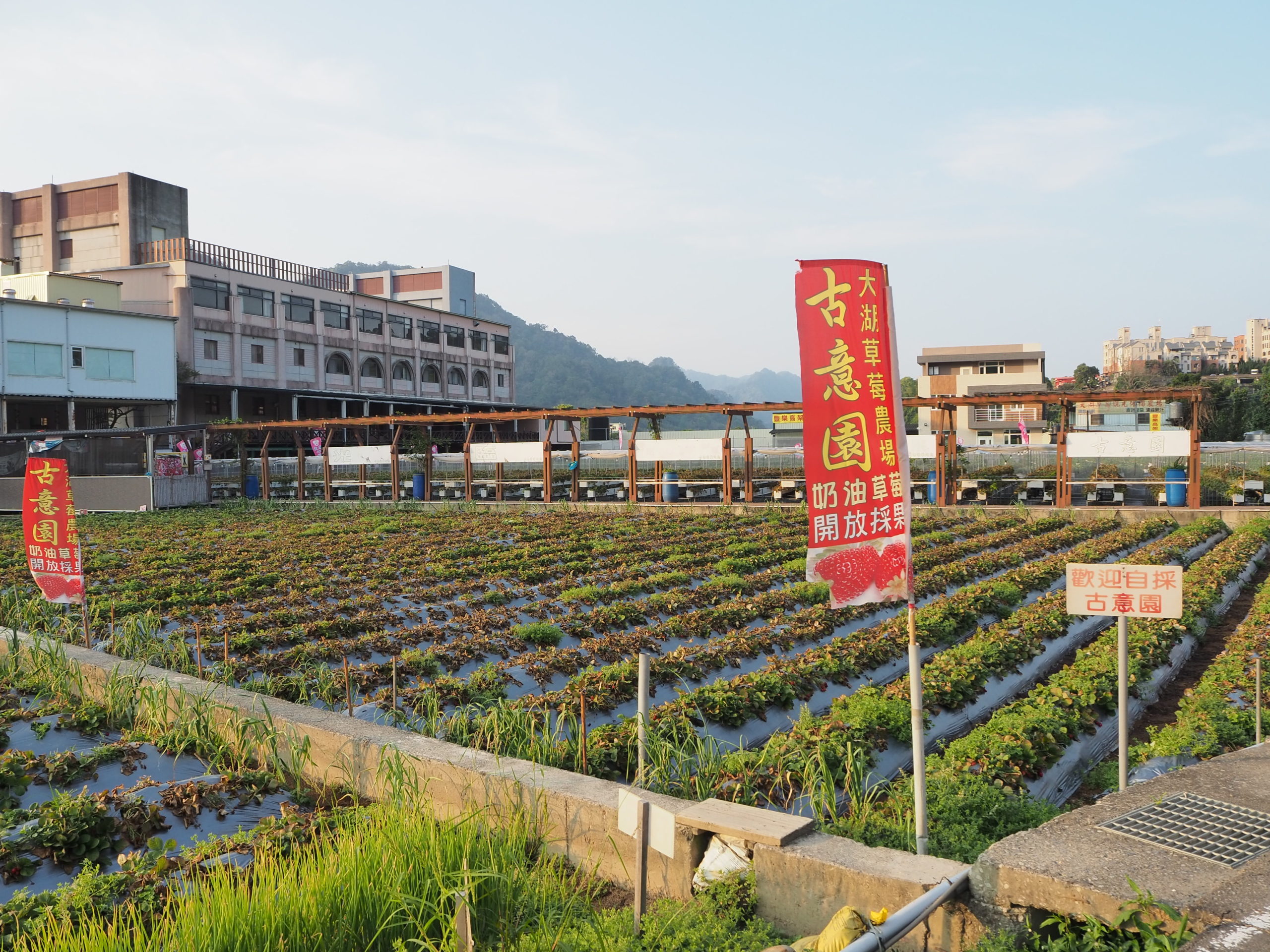 慈夢柔渡假會館附近的草莓園