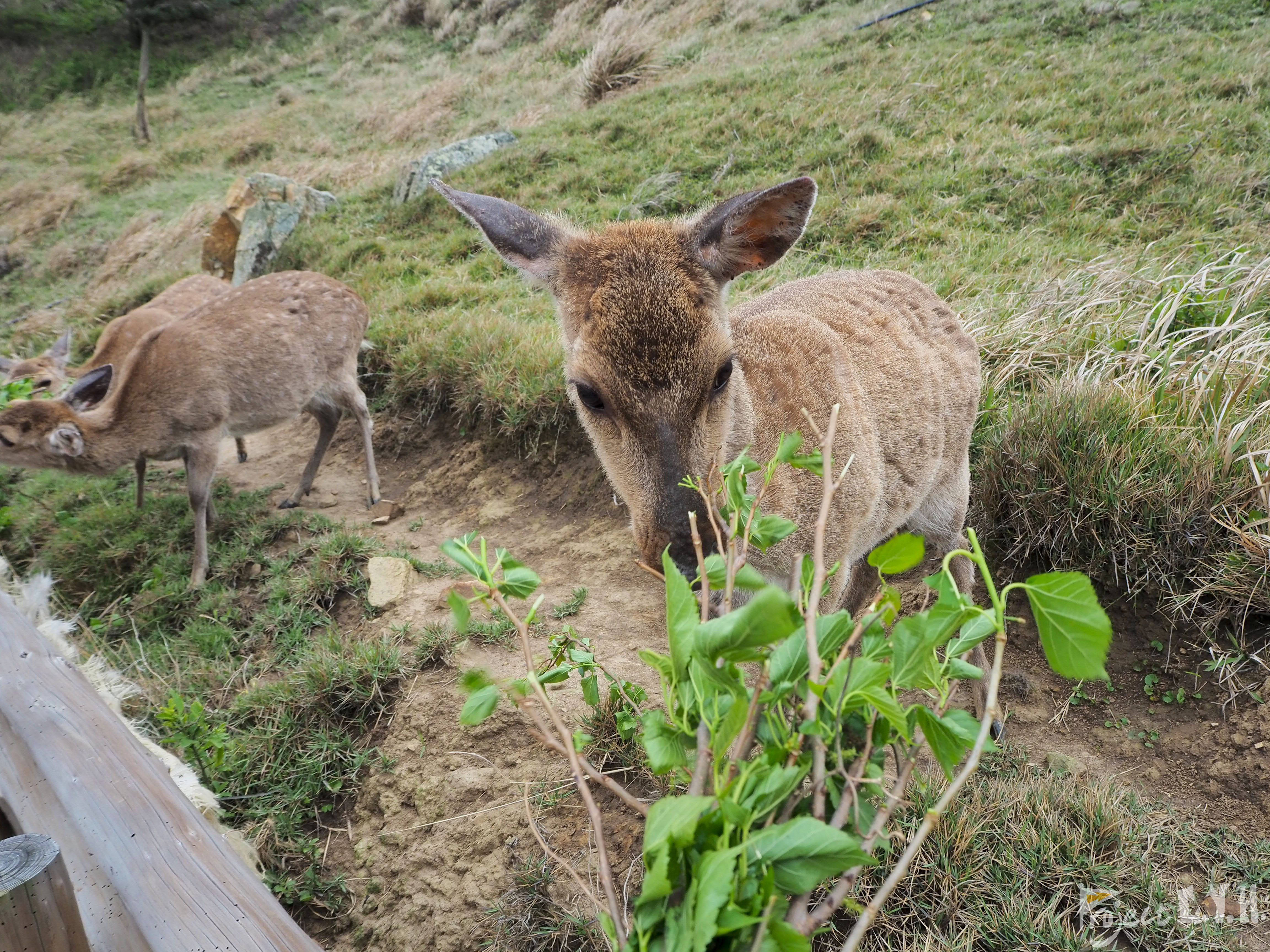 馬祖大坵島，母鹿吃草