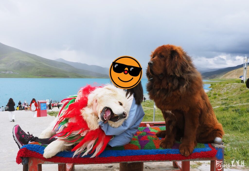 羊卓雍錯，藏獒