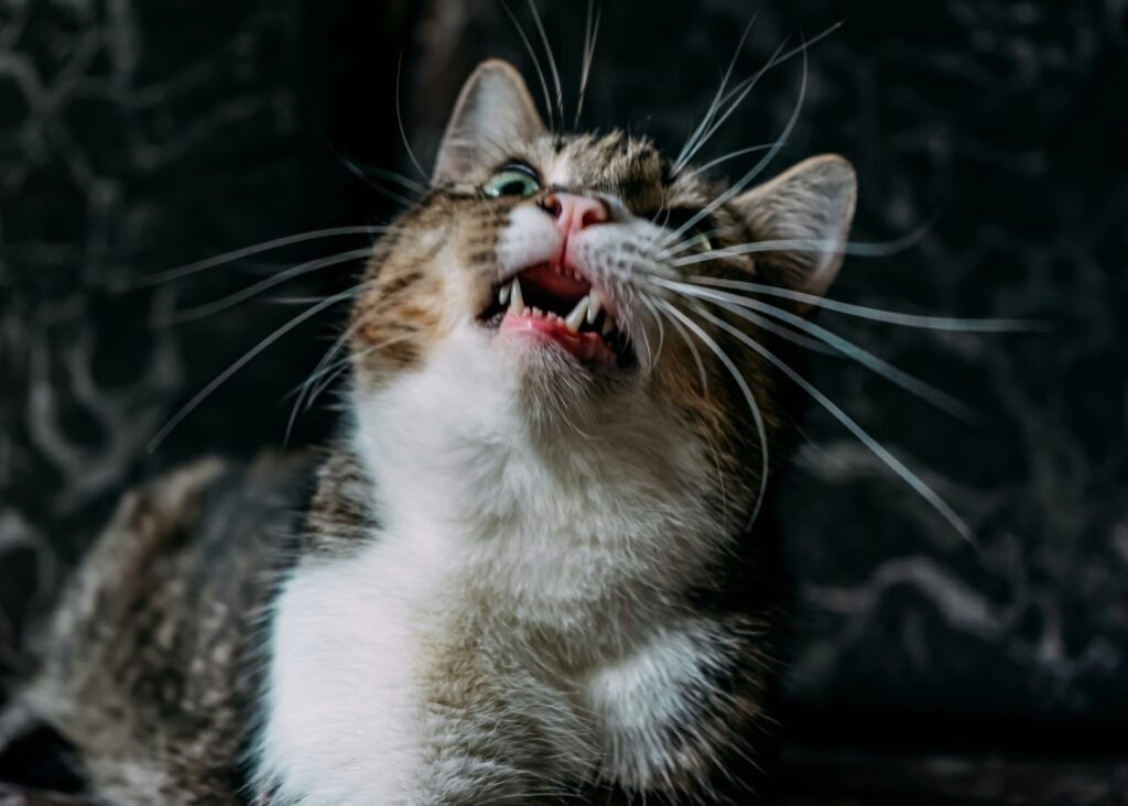 一階醫師國考心得分享