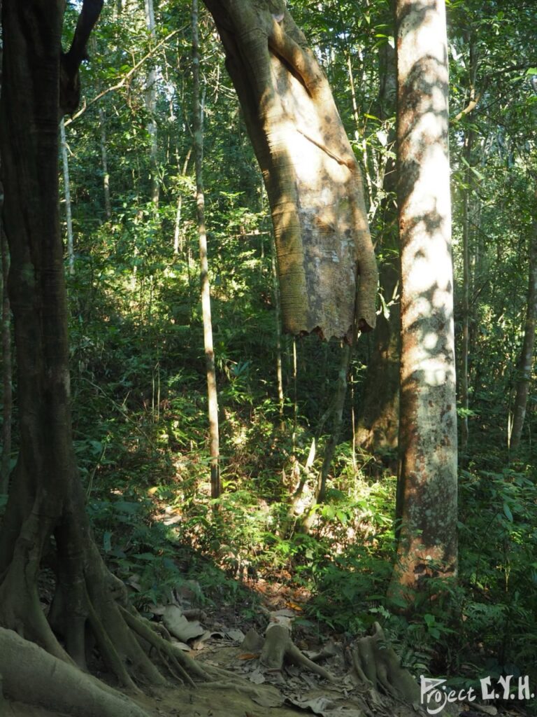 基諾山雨林徒步途中看見的超大氣生根,原本應該是長到地上了,但不知為何斷掉,變成像是懸掛在半空中的樹幹