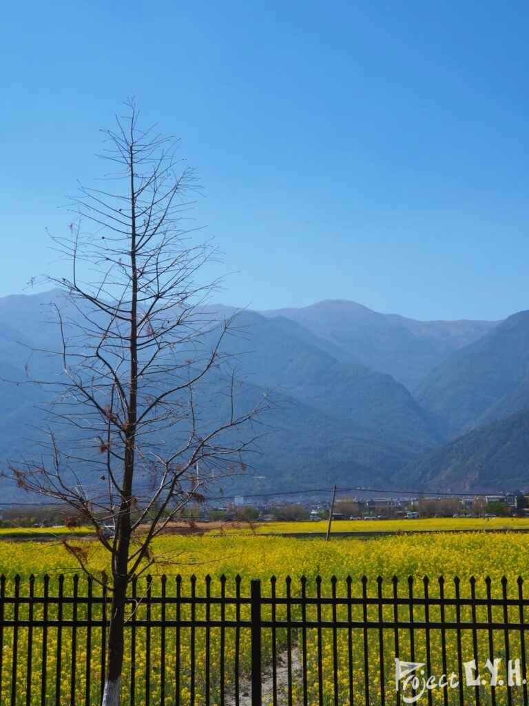 順時針走會看到的風景:綿延到天邊的油菜花田